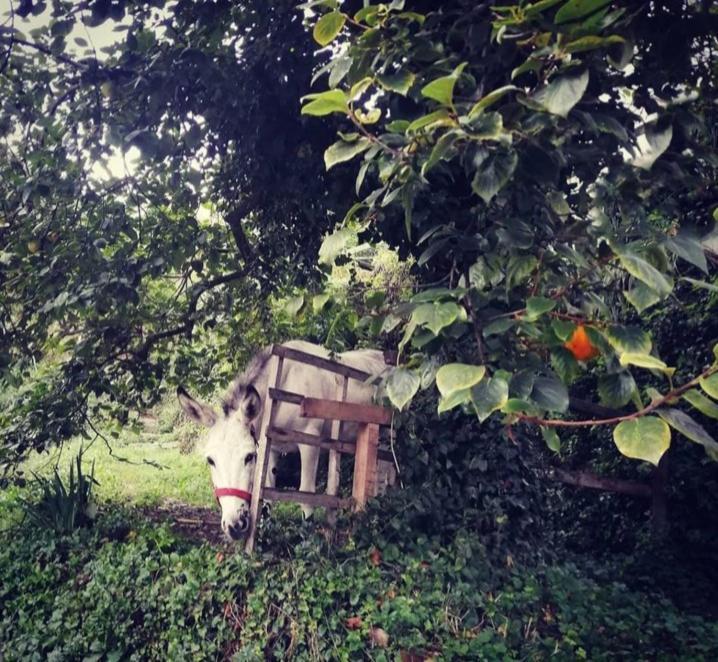 הוילה אלביסולה סופריורה La Casa Di Mo מראה חיצוני תמונה